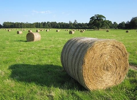تصویر 3 از خرید خوراک دام بیرجند + قیمت فروش استثنایی